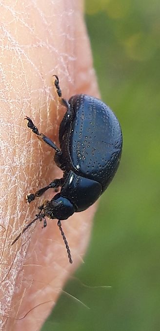 Chrysolina haemoptera  - Michele Cento