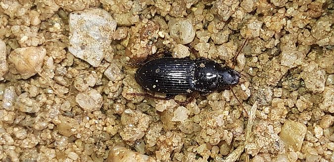 Harpalus sp.  - Michele Cento