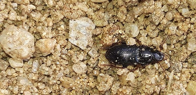 Harpalus sp.  - Michele Cento