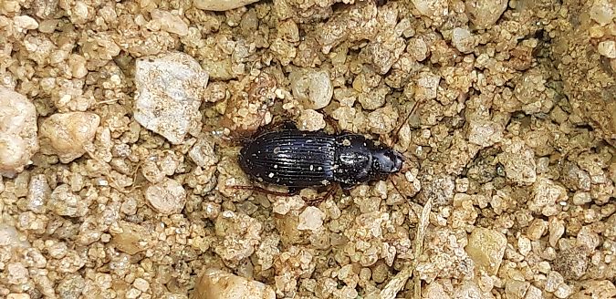Harpalus sp.  - Michele Cento