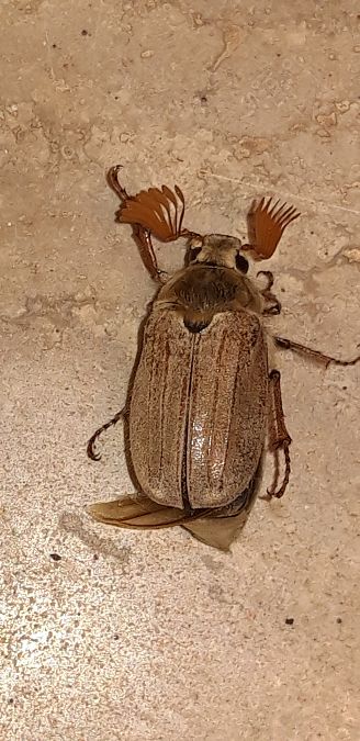 Melolontha melolontha  - Michele Cento