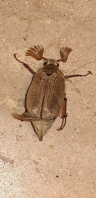Melolontha melolontha  - Michele Cento