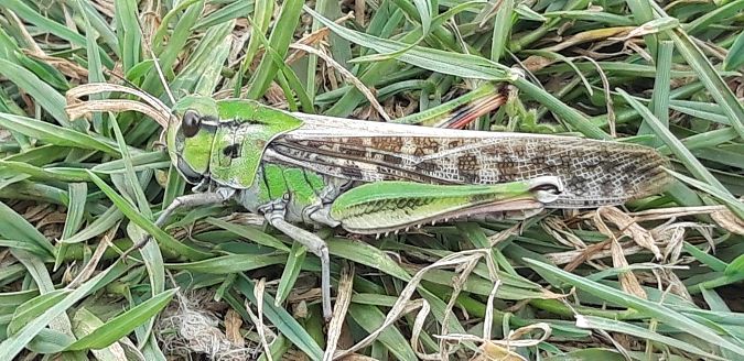 Locusta migratoria  - Michele Cento