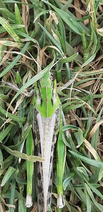 Locusta migratoria  - Michele Cento