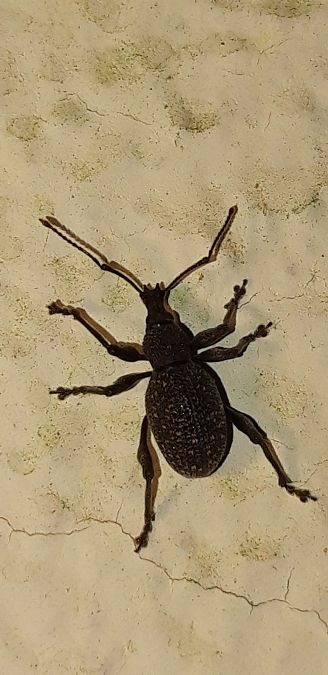 Otiorhynchus sulcatus  - Michele Cento