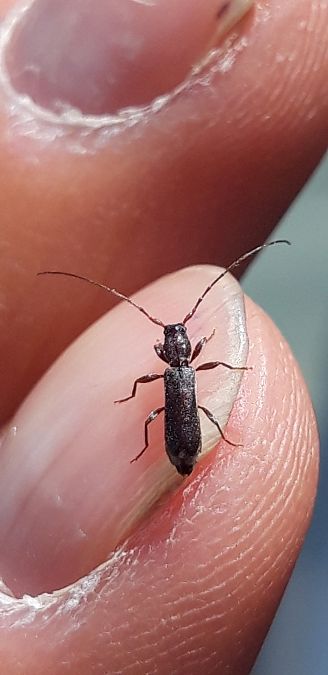 Penichroa fasciata  - Michele Cento