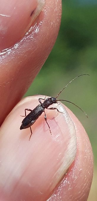 Penichroa fasciata  - Michele Cento