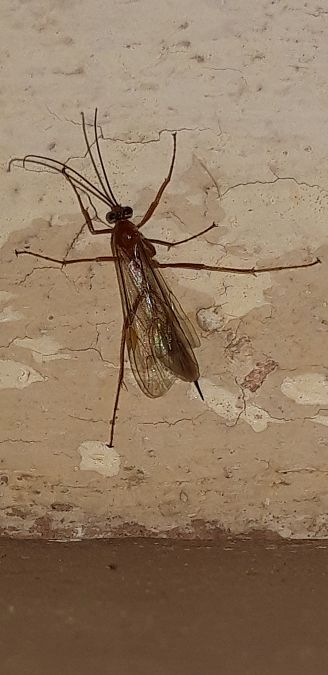 Ichneumonidae sp.  - Michele Cento