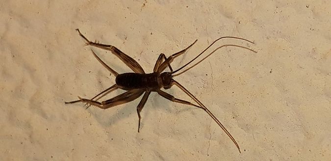 Petaloptila andreinii  - Michele Cento