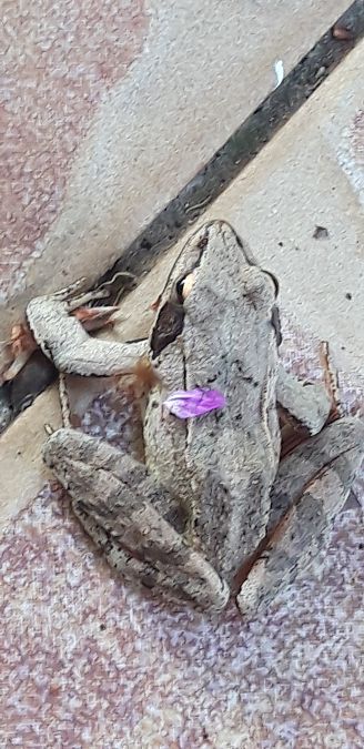 Rana dalmatina  - Michele Cento