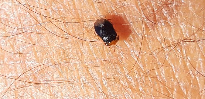 Geocoris erythrocephalus  - Michele Cento