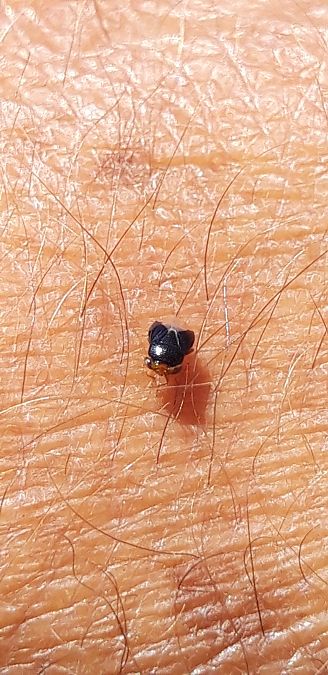 Geocoris erythrocephalus  - Michele Cento