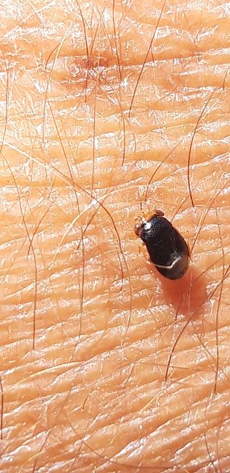 Geocoris erythrocephalus  - Michele Cento
