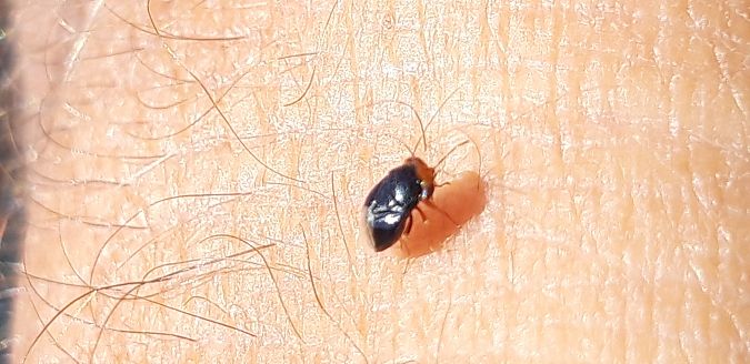 Geocoris erythrocephalus  - Michele Cento