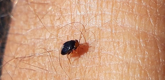Geocoris erythrocephalus  - Michele Cento