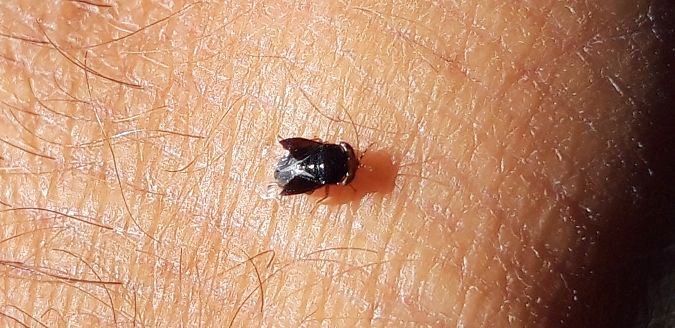 Geocoris erythrocephalus  - Michele Cento