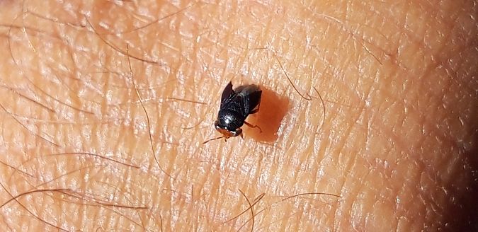 Geocoris erythrocephalus  - Michele Cento