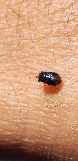 Geocoris erythrocephalus  - Michele Cento