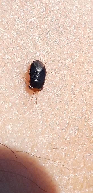 Geocoris erythrocephalus  - Michele Cento