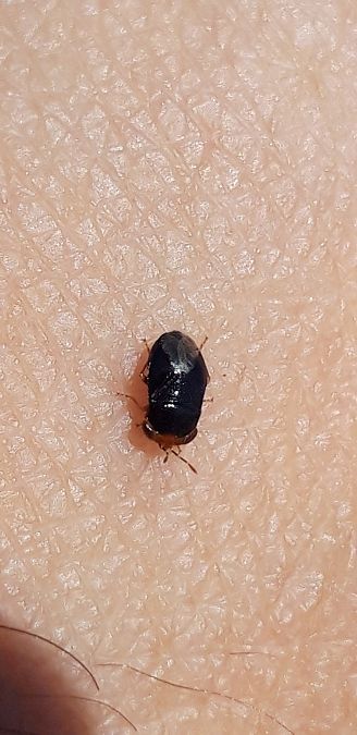 Geocoris erythrocephalus  - Michele Cento