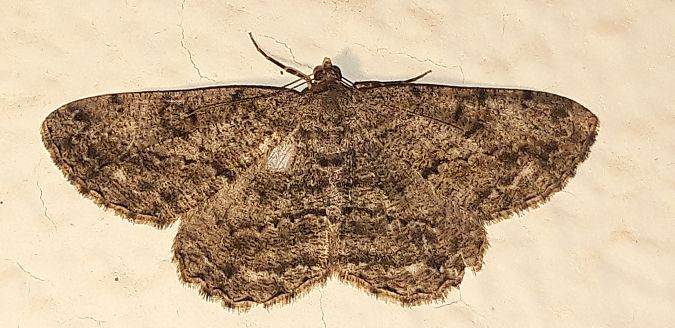 Peribatodes rhomboidaria  - Michele Cento