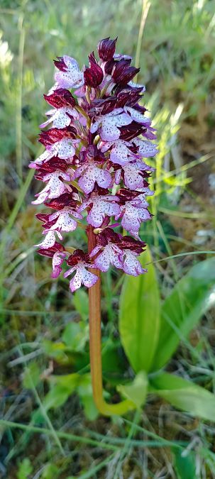 Orchis purpurea  - Sebastien Merle