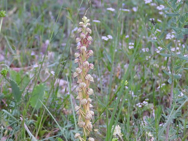 Orchis anthropophora  - Marie-Laure Miège