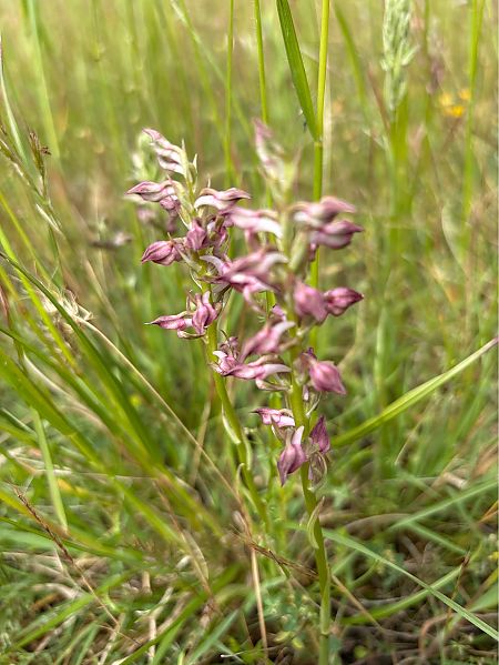 Anacamptis coriophora subsp. fragrans  - Jean François Tisserand
