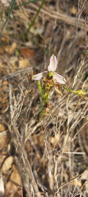Ophrys picta  - Gerard Chassan
