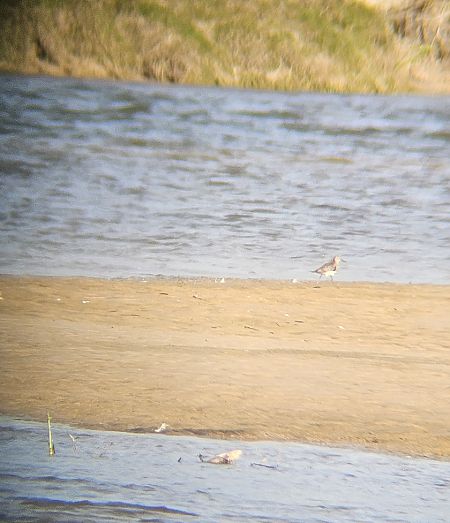 Wood Sandpiper  - Anna Kamilewicz-Wicik
