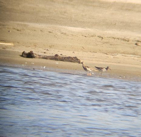 Wood Sandpiper  - Anna Kamilewicz-Wicik