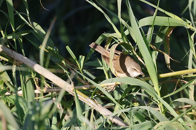 Cannareccione  - Del Bene Marco