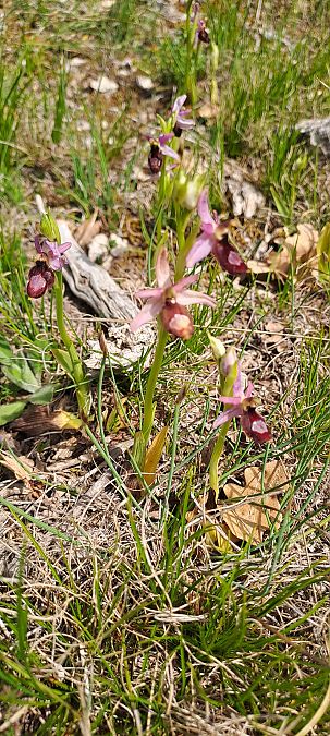 Ophrys drumana  - Marc et M-Joëlle Silvestre