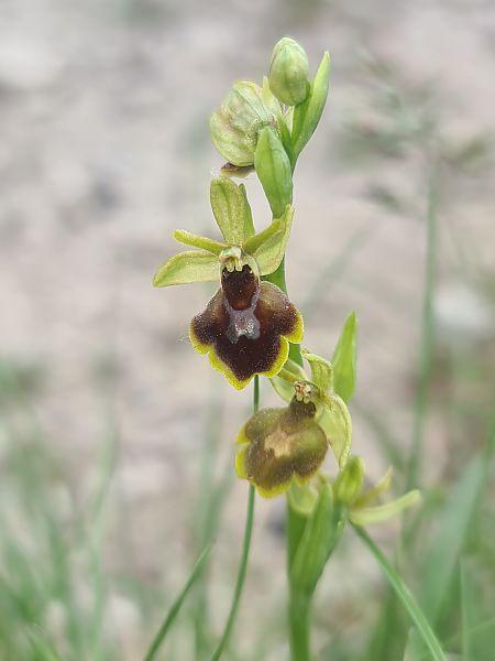 Ophrys aymoninii  - Christian Fleury