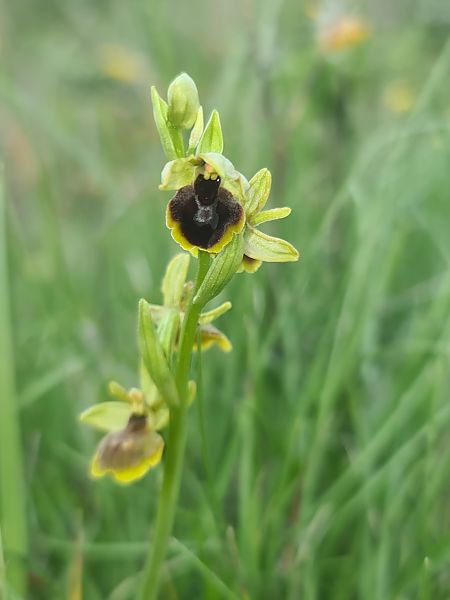 Ophrys aymoninii  - Christian Fleury