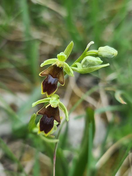 Ophrys aymoninii  - Christian Fleury