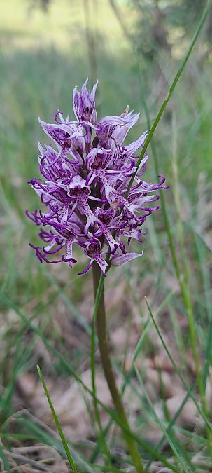 Orchis simia  - Marc et M-Joëlle Silvestre