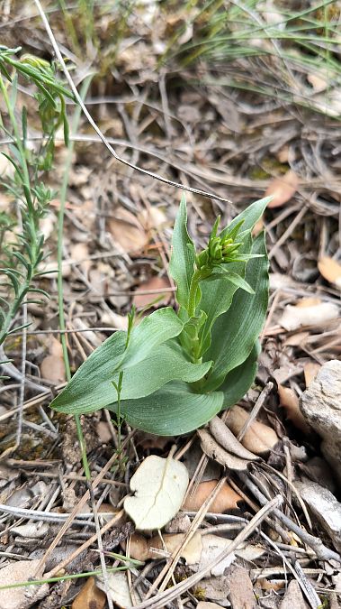Epipactis sp.  - Enric Bringués