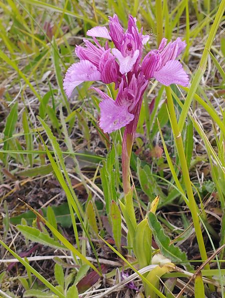 Anacamptis papilionacea var. expansa  - Gérard Joseph