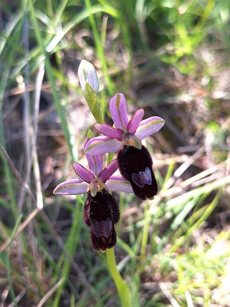 Ophrys indet. group. bertoloni  - Benjamin Kabouche