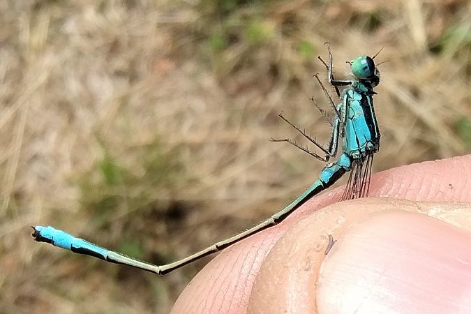 Ischnura elegans  - Battisti Andrea