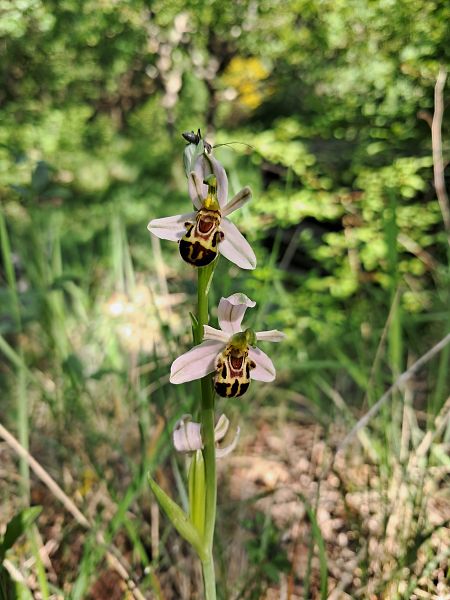 Ophrys apifera var. badensis  - Laurent Mazet