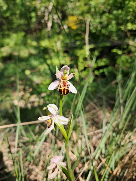 Ophrys apifera var. badensis  - Laurent Mazet