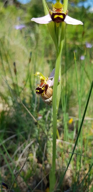 Ophrys apifera  - Bruno Durbin