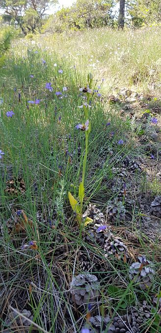 Ophrys apifera  - Bruno Durbin