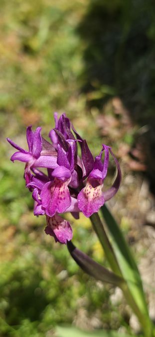 Dactylorhiza sambucina f. zimmermanii  - Michel Robin