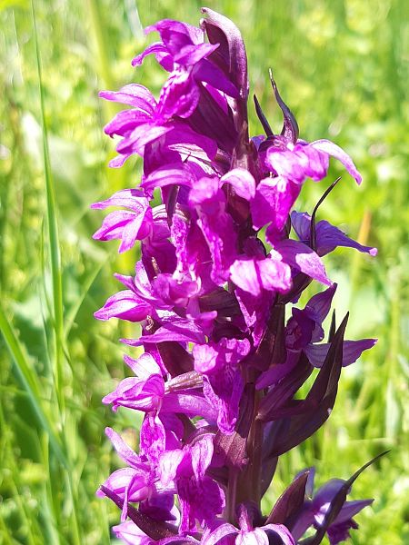 Dactylorhiza majalis  - Françoise Peyrissat