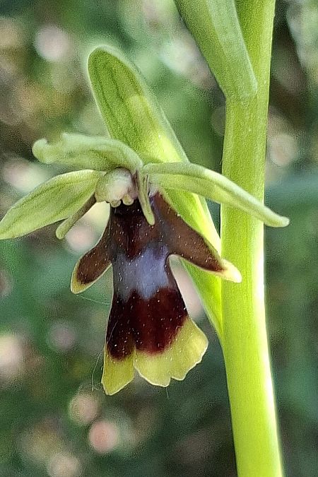 Ophrys aymoninii 