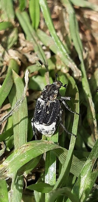 Valgus hemipterus  - Michele Cento
