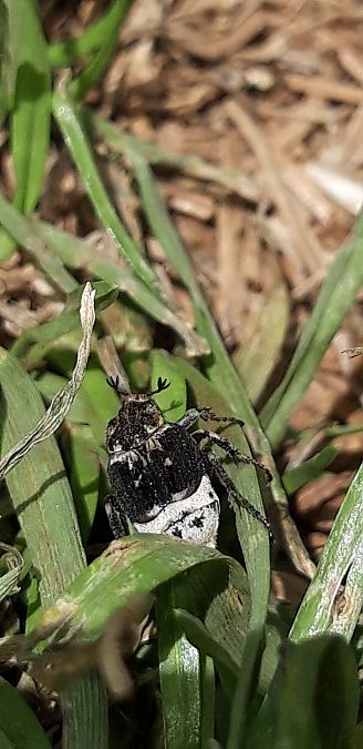 Valgus hemipterus  - Michele Cento